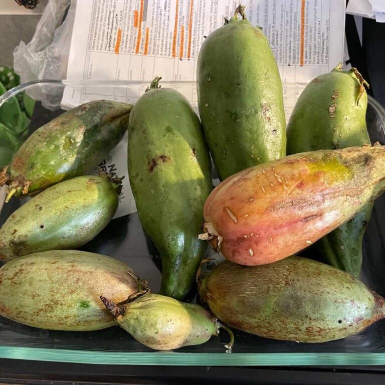 Cannot Eat Bananas Reference: 7 Fruits That Look Like Bananas